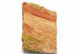 Free Standing Petrified Wood (Araucarioxylon) - Arizona #371658-1